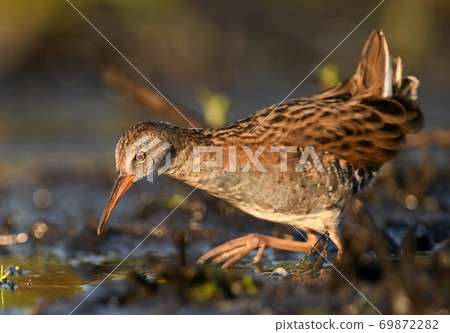 Water Rail - Rallus aquaticus Water Rail - Rallus aquaticus 69872282
