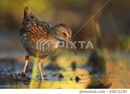 Water Rail - Rallus aquaticus 69872284