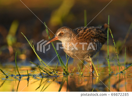 Water Rail - Rallus aquaticus Water Rail - Rallus aquaticus 69872285