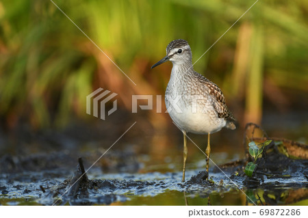 Wood sandpiper (Tringa glareola) Wood sandpiper (Tringa glareola) 69872286