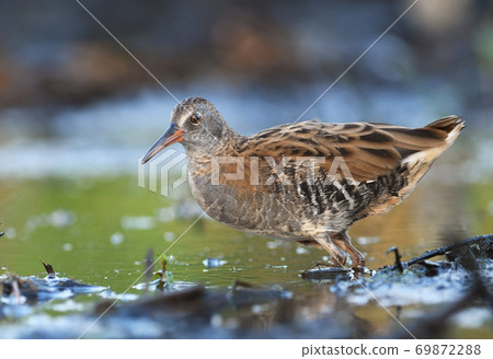 Water Rail - Rallus aquaticus Water Rail - Rallus aquaticus 69872288