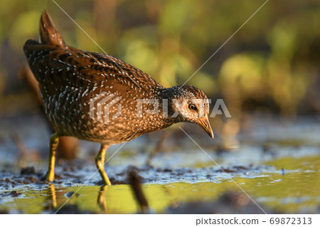 Spotted crake (Porzana porzana) 69872313