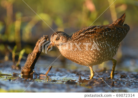 Spotted crake (Porzana porzana) 69872314