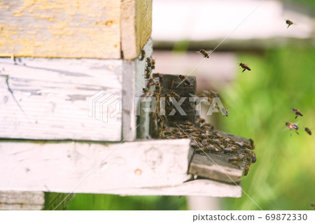 swarm of bees swarm of bees 69872330