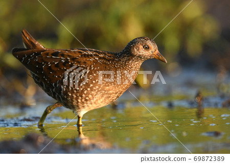 Spotted crake (Porzana porzana) Spotted crake (Porzana porzana) 69872389