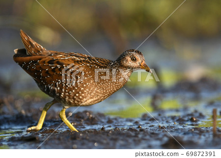 Spotted crake (Porzana porzana) Spotted crake (Porzana porzana) 69872391
