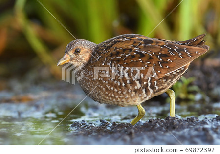 Spotted crake (Porzana porzana) Spotted crake (Porzana porzana) 69872392