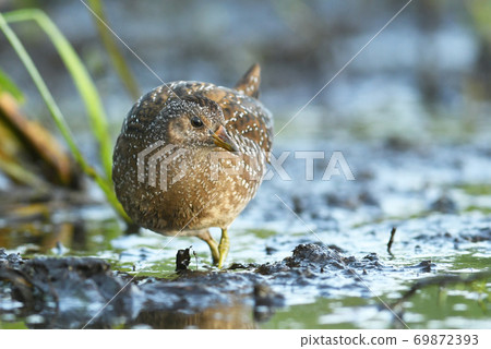 Spotted crake (Porzana porzana) 69872393