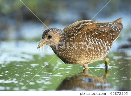 Spotted crake (Porzana porzana) 69872395