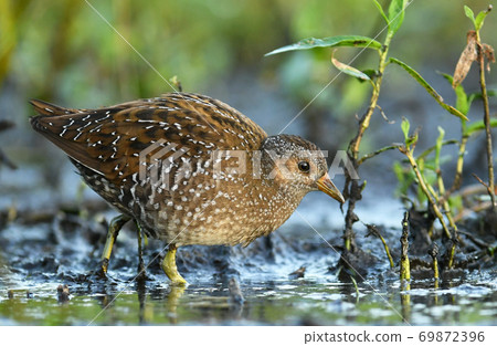 Spotted crake (Porzana porzana) 69872396