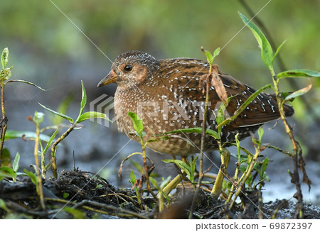 Spotted crake (Porzana porzana) Spotted crake (Porzana porzana) 69872397