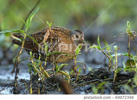 Spotted crake (Porzana porzana) Spotted crake (Porzana porzana) 69872398