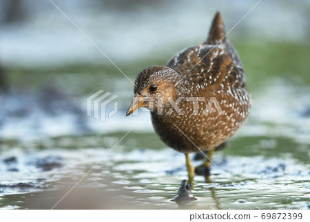 Spotted crake (Porzana porzana) Spotted crake (Porzana porzana) 69872399