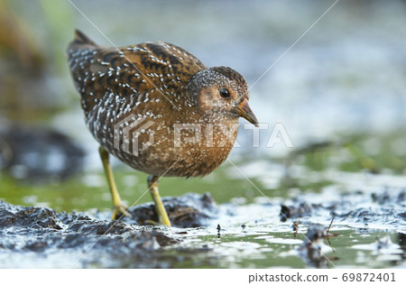 Spotted crake (Porzana porzana) Spotted crake (Porzana porzana) 69872401