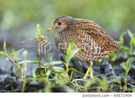 Spotted crake (Porzana porzana) 69872404