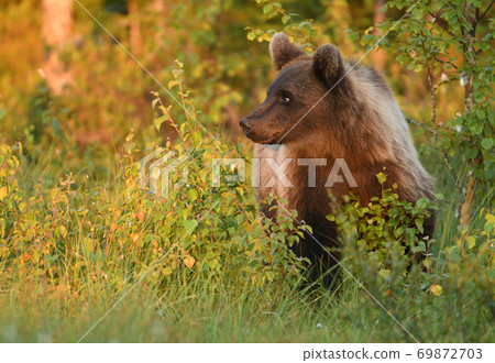 Wild brown bear (Ursus arctos) 69872703