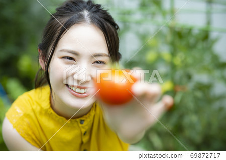 家庭花園番茄 69872717