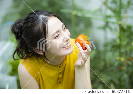 家庭花園番茄 69872718