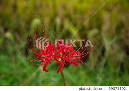 Cluster amaryllis 69873102