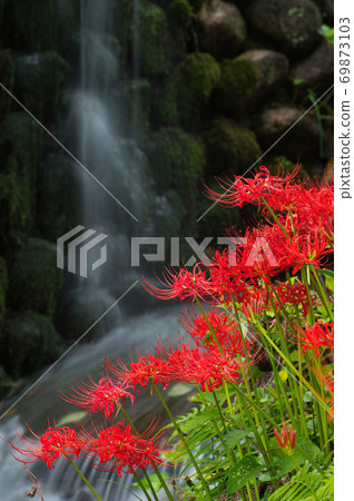 溪花盛開在溪流中 69873103