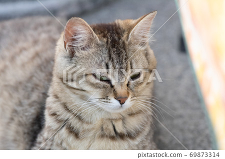 sleepy cat sleepy cat 69873314