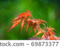 Maple 69873377
