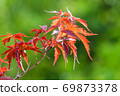 Maple 69873378