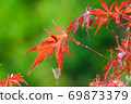 Maple 69873379