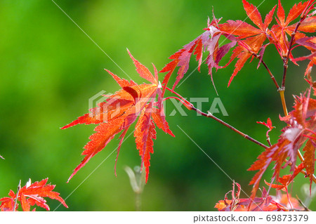 Maple Maple 69873379