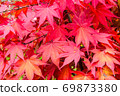 Maple 69873380