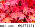 Maple 69873381