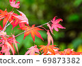 Maple 69873382