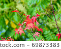 Maple 69873383