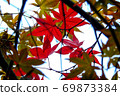 Maple 69873384