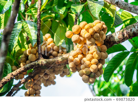 Lasium Demesticum, (Name thai Longkong) on tree Lasium Demesticum, (Name thai Longkong) on tree 69873820
