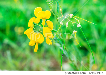 Faboideae or fabaceae 69873914