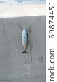 fish  69874451