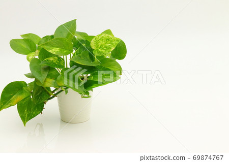 柑子 照片素材 圖片 圖庫