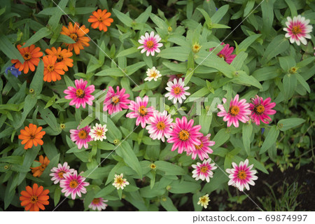 Colorful flowers blooming in the flowerbed (orange, pink) 69874997