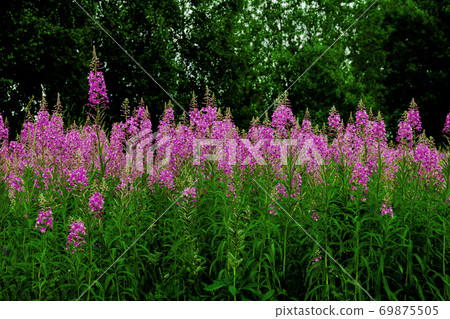 Pink flowers fireweed, Ivan - tea, kopor tea row 69875505