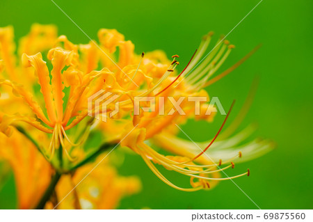 群集孤挺花 69875560