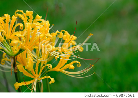 Cluster amaryllis 69875561