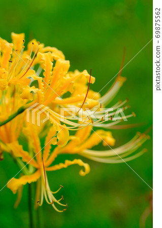 群集孤挺花 69875562