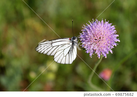 Hawthorn butterfly Black-Veined White on lilac 69875682