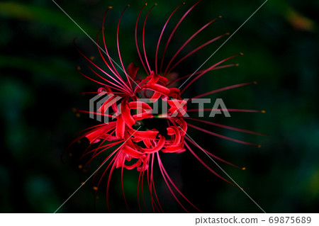 Cluster amaryllis Cluster amaryllis 69875689