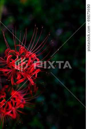 Cluster amaryllis Cluster amaryllis 69875690