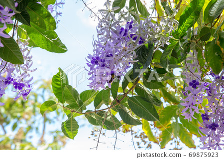Wasp on Petrea volubilis flower 69875923