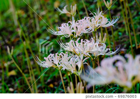 Cluster amaryllis Cluster amaryllis 69876003