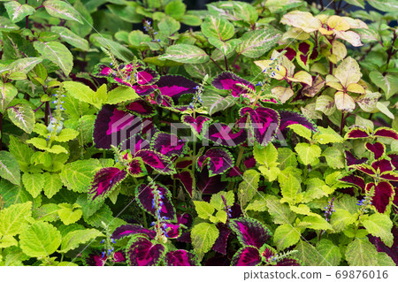 彩色地面種植的科里烏斯（Corius） 69876016