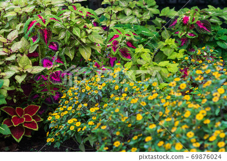 彩色地面種植的科里烏斯（Corius） 69876024